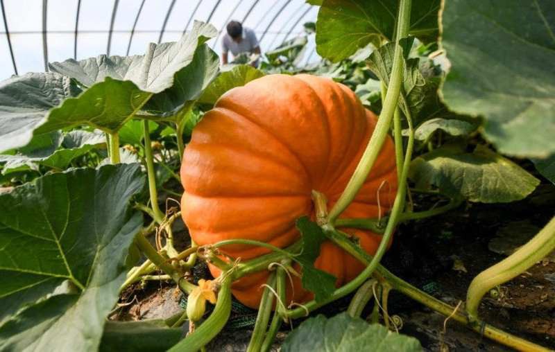 Giant-Pumpkin-Soilless-Cultivation